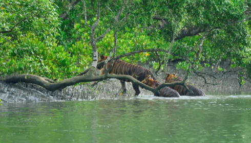 Sundarban trip