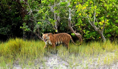 sundarban travels
