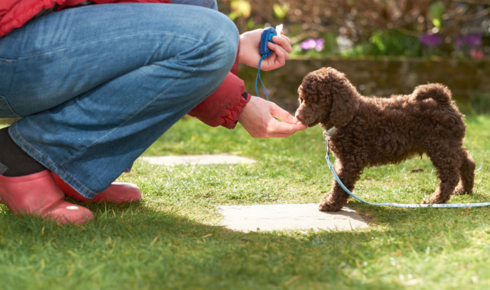 Family Household Dog Behavior Coaching for Everyday Life